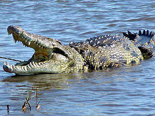 Nile-Crocodile