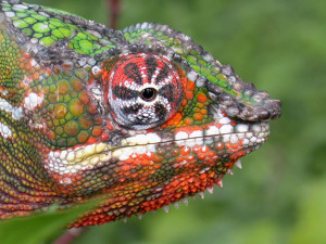 Reptiles & Amphibians Madagascar trip
