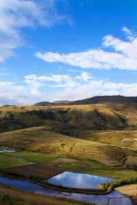 Rice fields