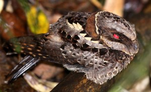 Ranomafana Nightjar