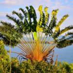 The tree of the travelers - Ravenala madagascariensis