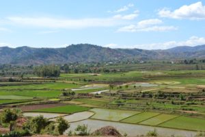 Rice cultivation Betafo