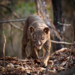 Fossa-das einzige Raubtier in Madagaskar