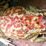 Spiny toads in Madagascar