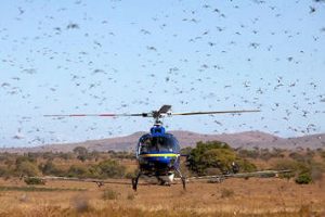 Migratory locusts control