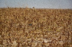 Migratory locusts in Madagascar