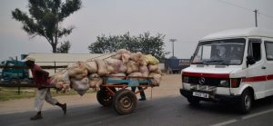Zebu cart for goods transportation