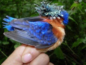 alcedo_vintsioides7_thumb_480_640_300_x_225