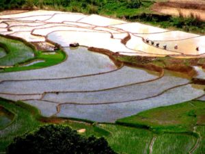 Rice fields betafo