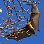 Madagascar flying foxes