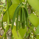 Vanilla in Madagascar