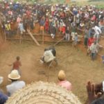 Zebu bullfights in Madagascar bush