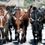 The death march of the zebus in Madagascar