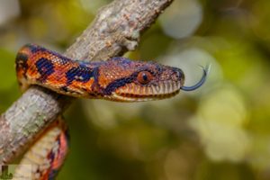 Boa in Madagascar