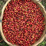 The coffee in Madagascar