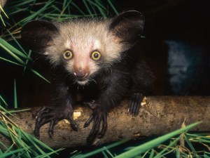 Zebus auf Madagaskar