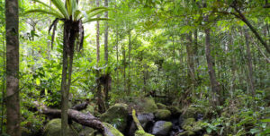 masoala rainforest
