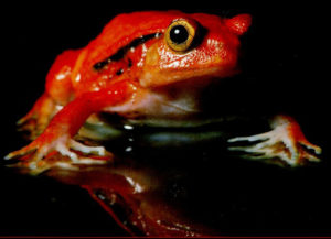 Tomato frog Masoala