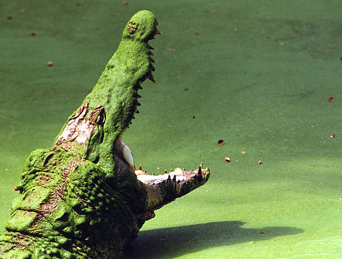 Nile crocodile jaws