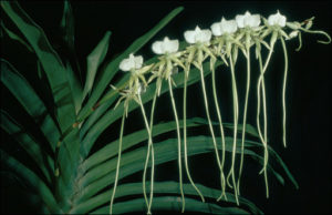 Orchidee Madagaskar