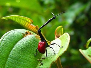 Giraffe beetle