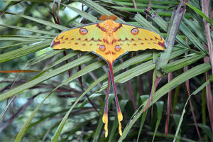 Comet butterfly