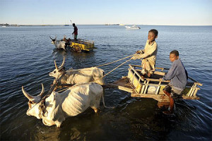 Zebu cart