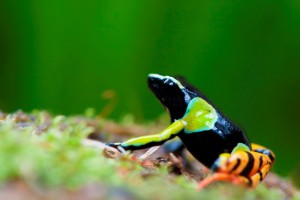 Frogs from Madagascar