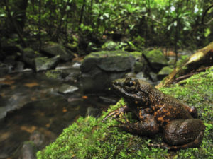 Frosch in Andasibe