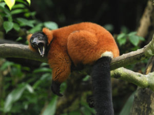 thomas-marent-red-ruffed-lemur-varecia-variegata-ruber-masoala-madagascar