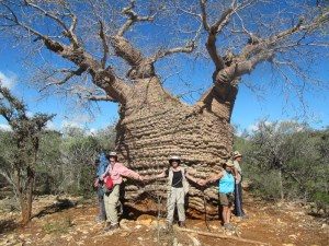 Baobab West Coast