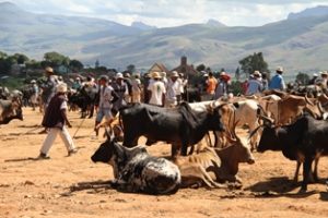 Ambalavao Zebra Market