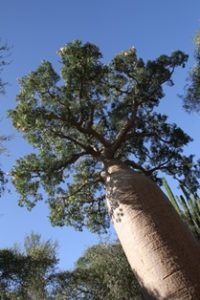 Ifaty thorn forest in Madagascar