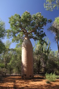 Ifaty baobab