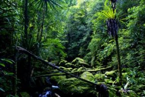 Mountain Cloud Forest