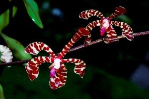 Orchidee