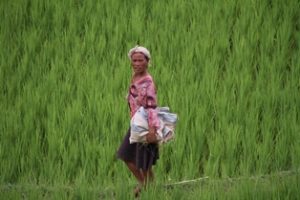 Rice field