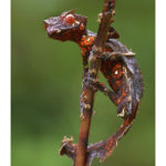 Die Geckos und Uroplatys aus Madagaskar