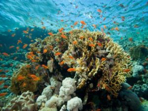 Diving on Sainte Marie