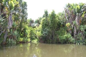 Vegetation Pangalan Kanal