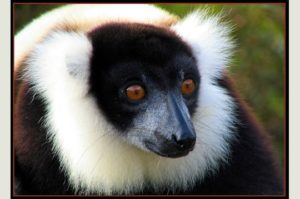 Lemurs in Madagascar