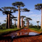 Die Baobabs auf Madagaskar