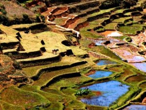 Rice terraces