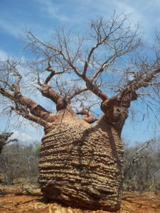 Baobab West Coast