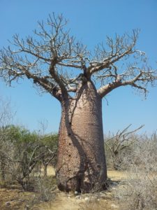 Baobab Tour