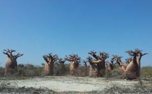 Gruppe von Baobabs