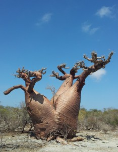 Baobabs auf Madagaskar