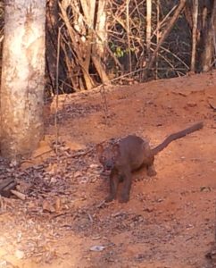 Fosa in Kirindy