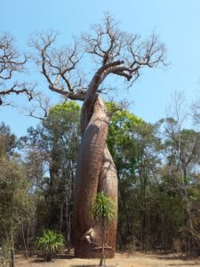 Baobab