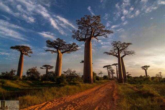 Zebus auf Madagaskar